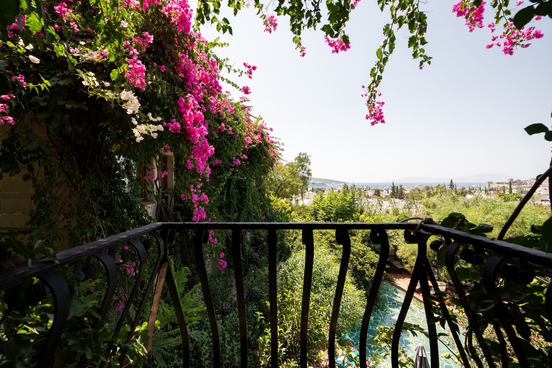 Bougainvillea beside the garden pool