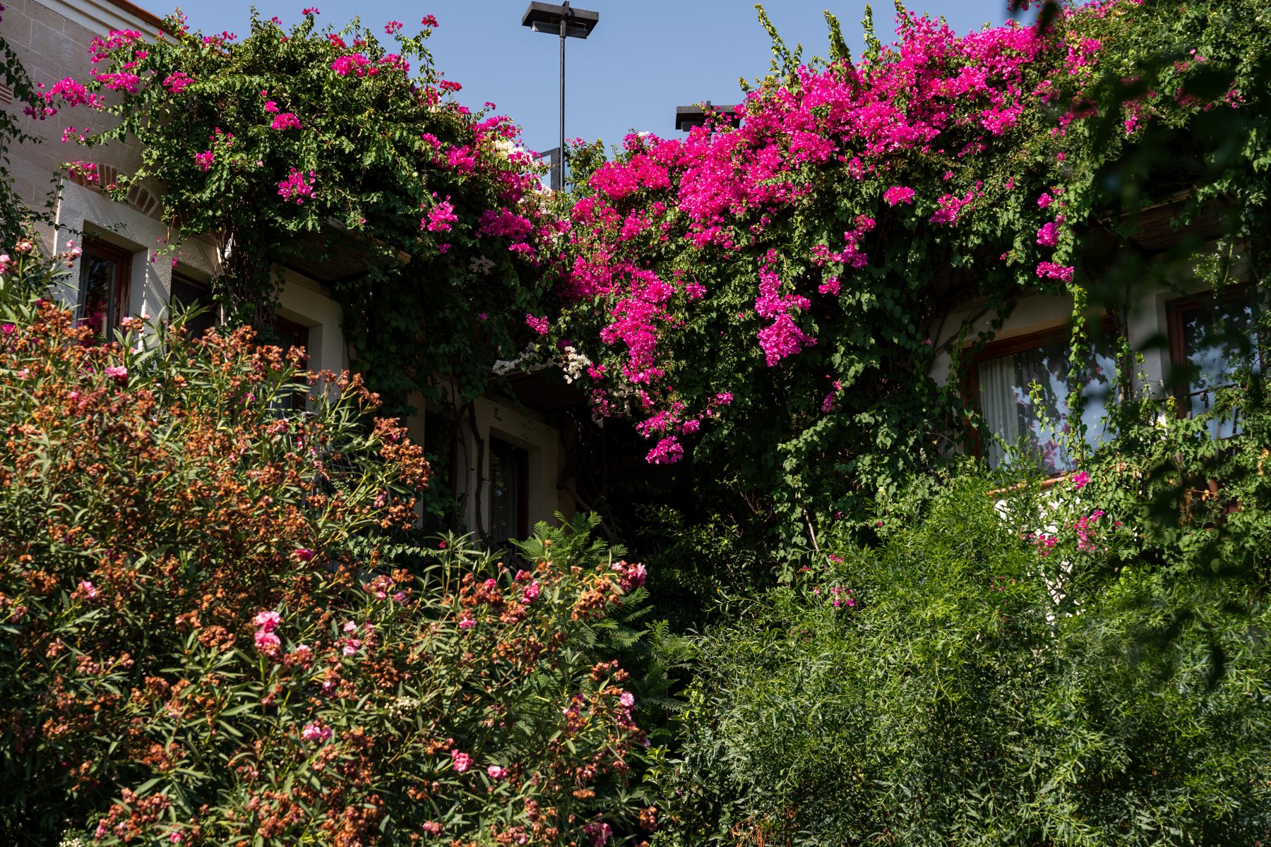 Bougainvillea covering the facade