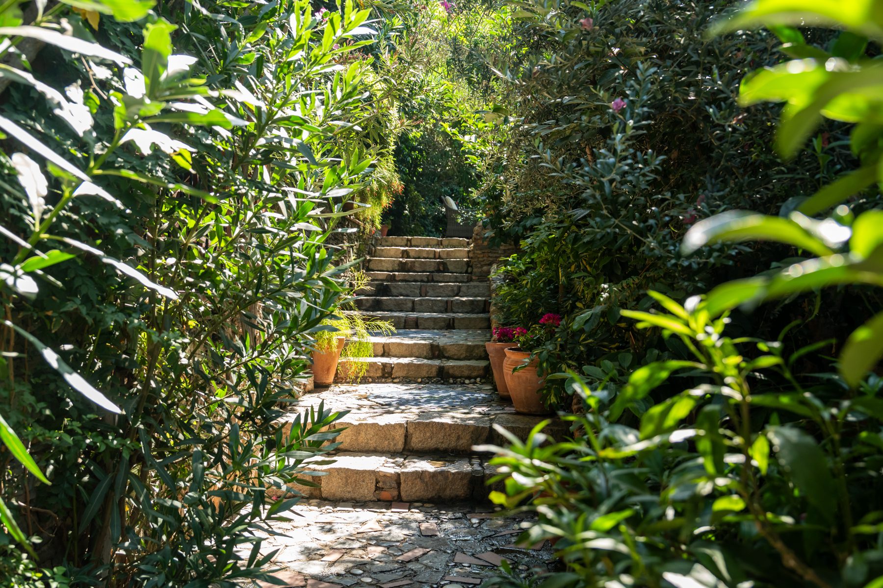 Stone steps between the oleanders